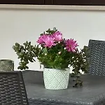 Agave 4* לצ'ה